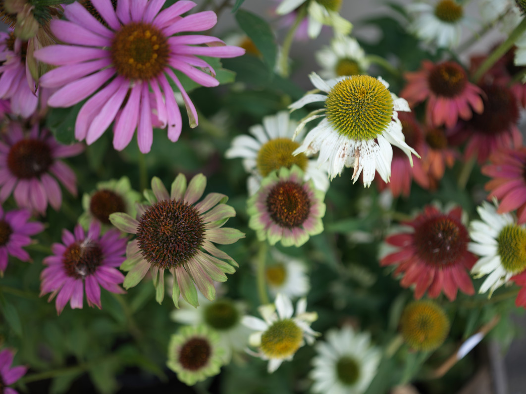 1/60 s, f/2,5, ISO 50, 55 mm 