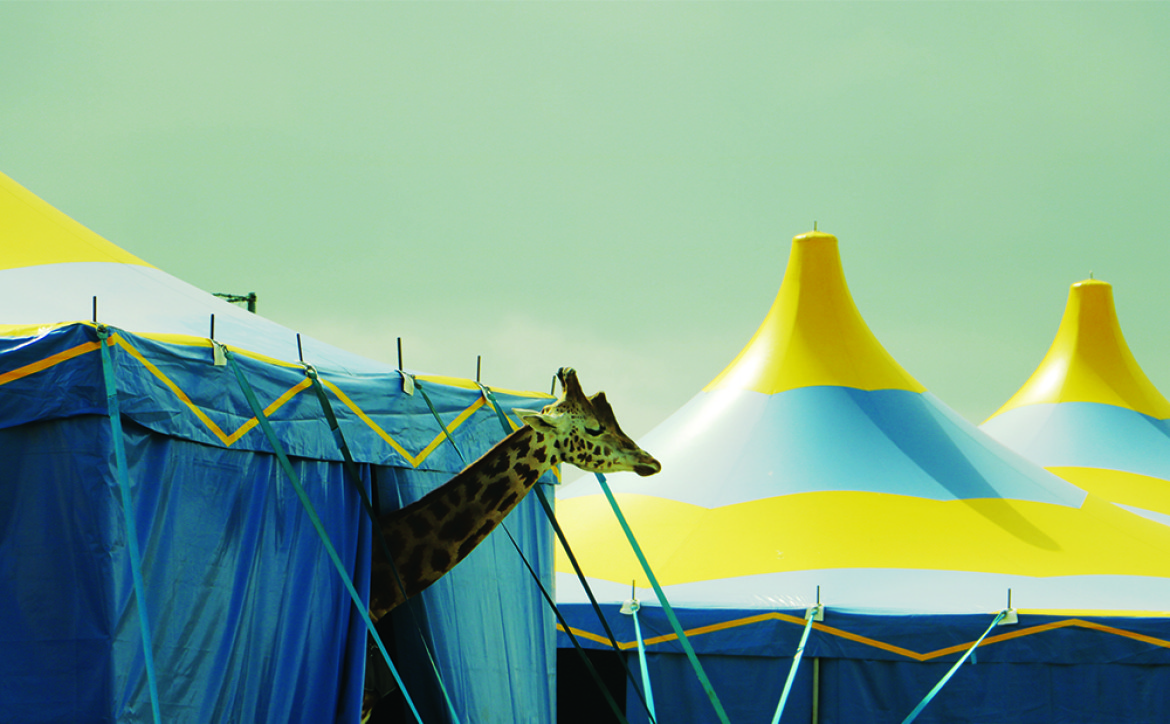 fot. Francesca Ciri Capra, 2. nagroda w profesjonalnej kategorii Wildlife / Fine Art Photography Awards 2020
