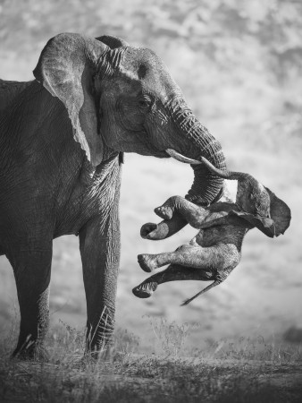Wildlife Photographer of the Year 2026 rozstrzygnięty. Zwyciężyło przejmujące zdjęcie Federico Veronesi