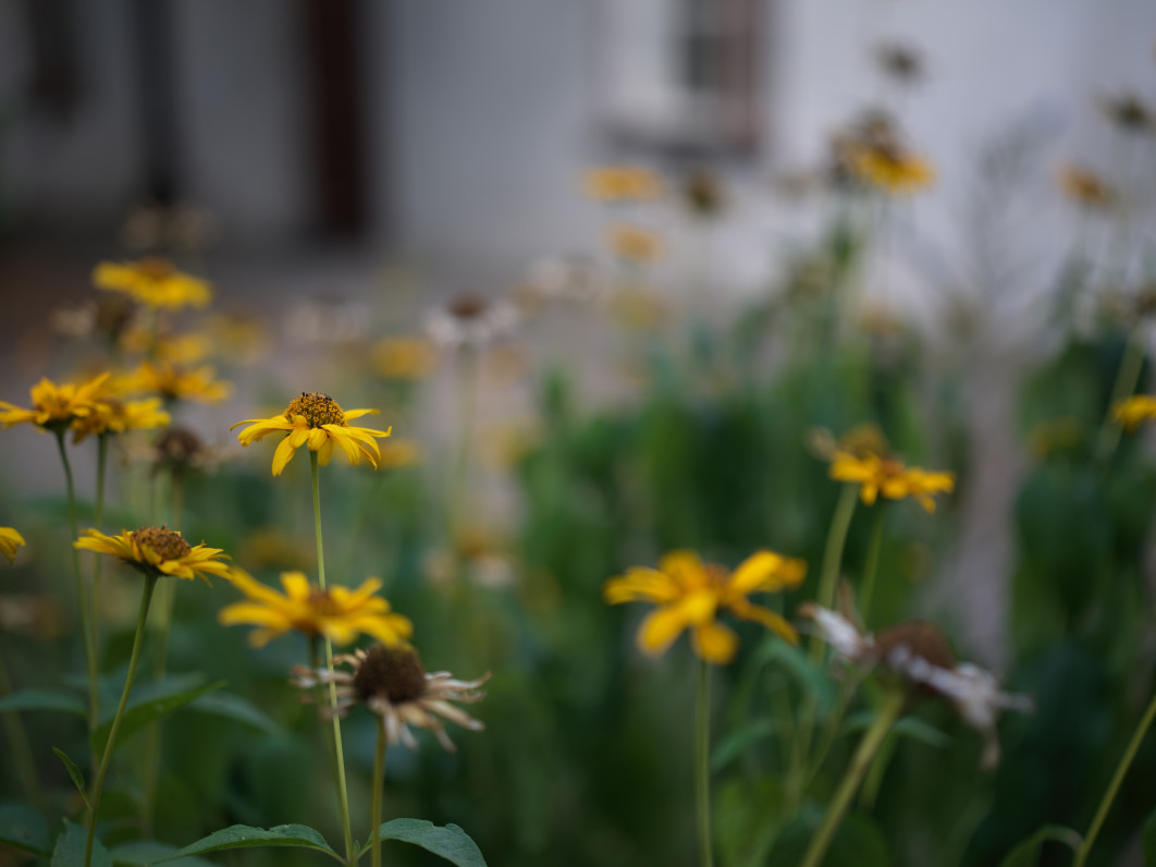1/60 s, f/2,5, ISO 50, 55 mm 