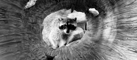 Shot on iPhone 2019 - oto laureaci fotograficznego konkursu Apple