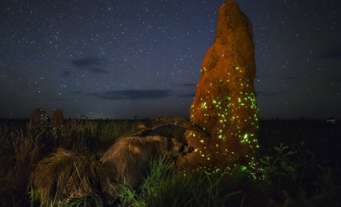 Laureat Wildlife Photographer of the Year zdyskwalifikowany za oszustwo