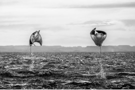 fot. Amit Eshel, "When Rays Fly", wyróżnienie w kat. Animals in their Enivonment / Siena International Photo Awards 2020<br></br>Czy wiedzieliście, że manty potrafią wyskakiwać ponad wodę? Na zdjęciu mobule uchwycone w Zatoce Kalifornisjkiej.