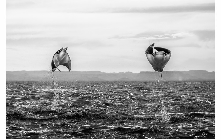 fot. Amit Eshel, When Rays Fly, wyróżnienie w kat. Animals in their Enivonment / Siena International Photo Awards 2020Czy wiedzieliście, że manty potrafią wyskakiwać ponad wodę? Na zdjęciu mobule uchwycone w Zatoce Kalifornisjkiej.