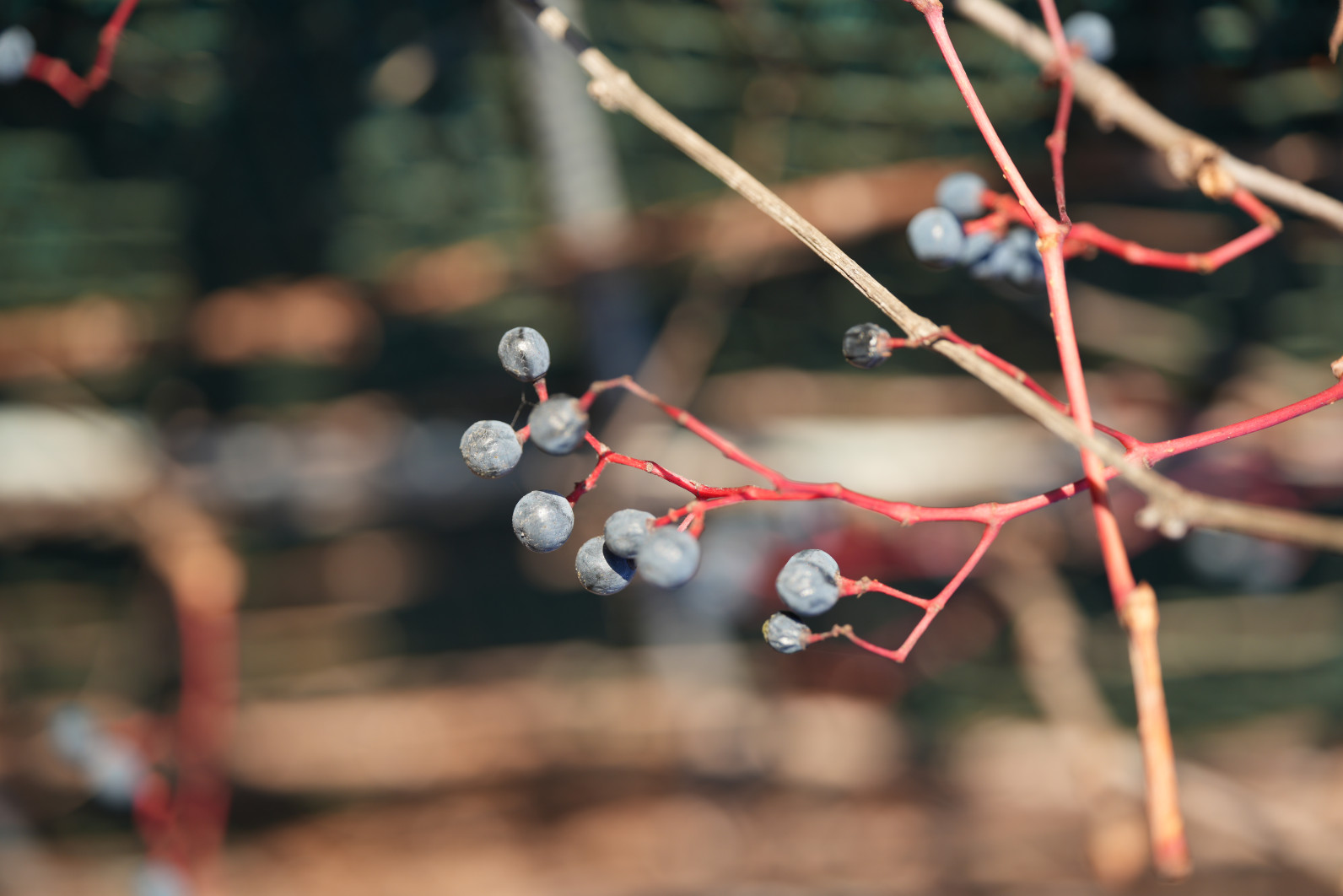 1/250 s, f/2.8, ISO 100, 90.0 mm