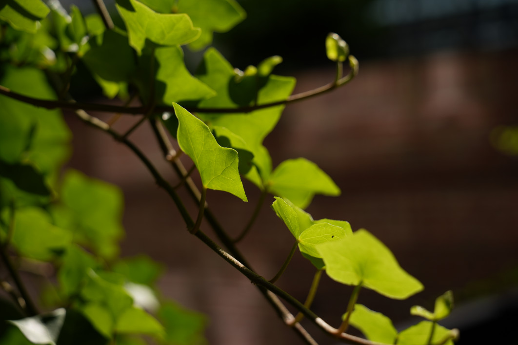1/1250 s, f/5.6, ISO 200, 60 mm