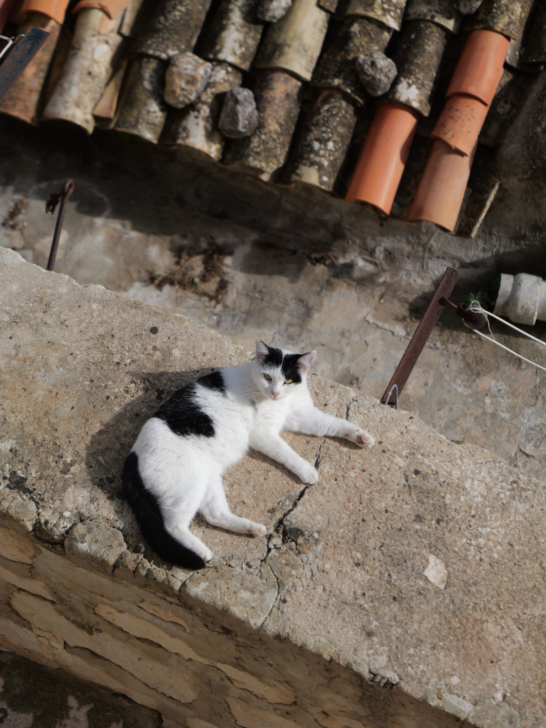 1/1000 s, f/4.5, ISO 100, 60 mm