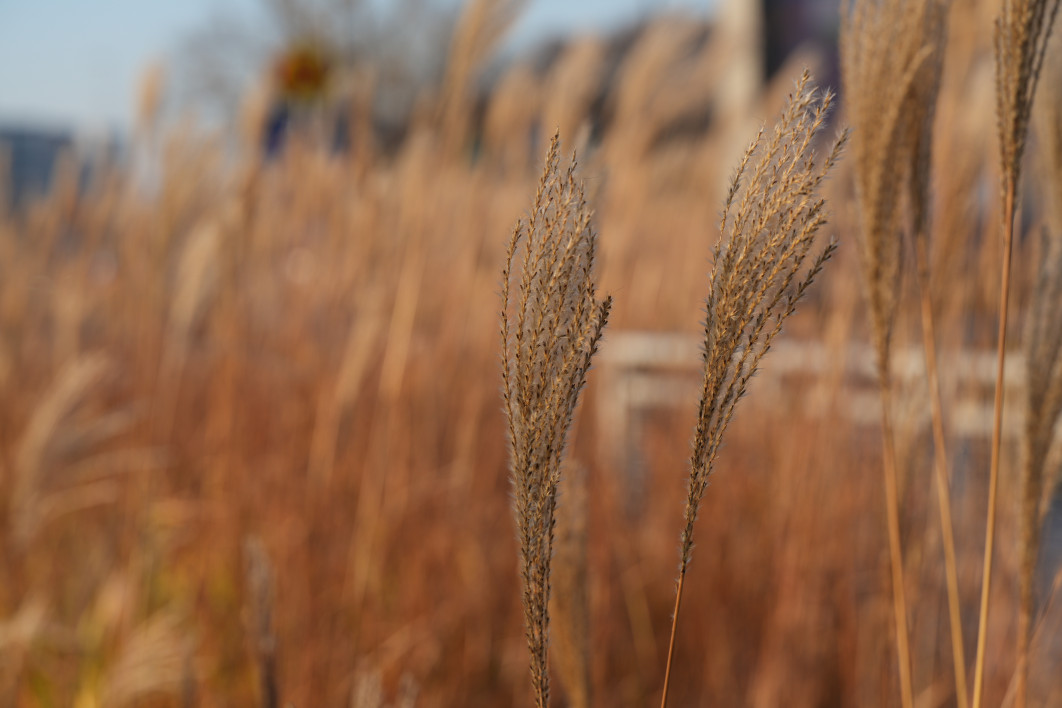 1/250 s, f/5.6, ISO 100, 90.0 mm