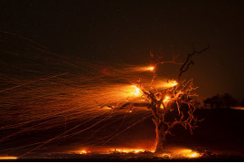 fot. Paul Kitagaki, "Burning Tree", wyróżnienie w kat. The Beauty of Nature / Siena International Photo Awards 2020<br></br><br></br>Wiatr roznosi iskry z płonącego drzewa podczas pożaru Kincade, który trafił wybrzeże Kalifornii przez 2 miesiące 2019 roku.