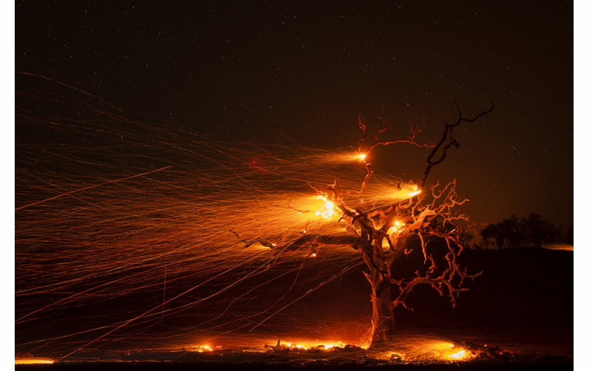 fot. Paul Kitagaki, Burning Tree, wyróżnienie w kat. The Beauty of Nature / Siena International Photo Awards 2020Wiatr roznosi iskry z płonącego drzewa podczas pożaru Kincade, który trafił wybrzeże Kalifornii przez 2 miesiące 2019 roku.