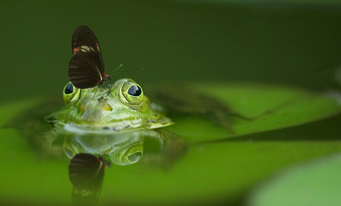 Odkryj magię zdjęć makro. Sprawdź czym i jak fotografować z bliska