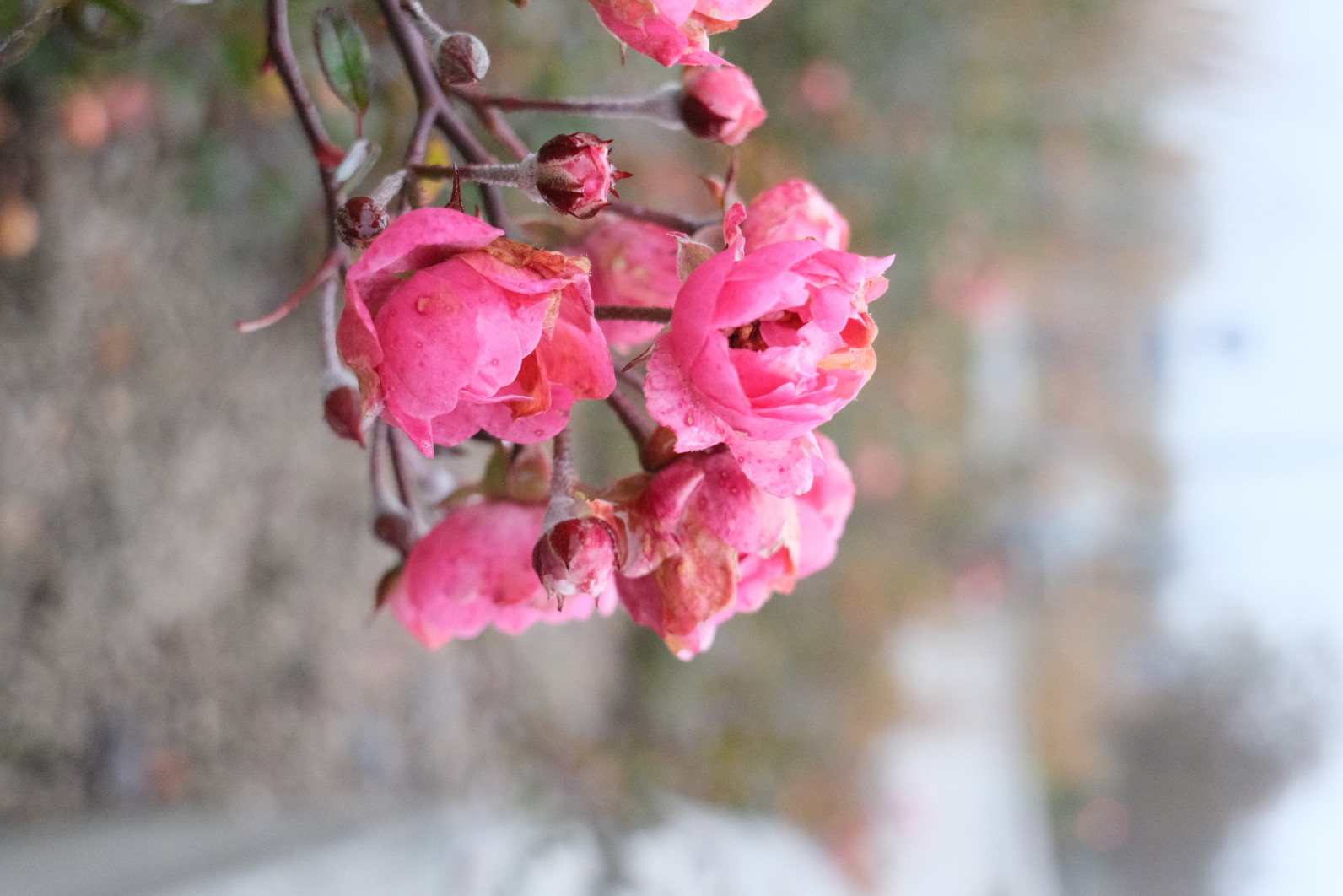 1/1500 s, f/6.3, ISO 6400, 33.0 mm