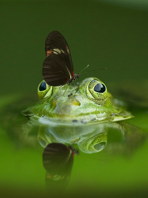 Odkryj magię zdjęć makro. Sprawdź czym i jak fotografować z bliska
