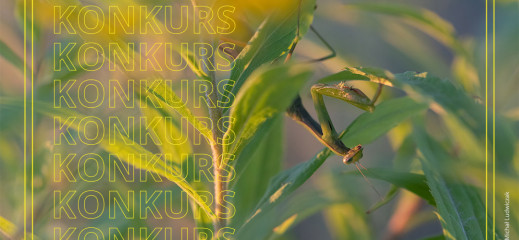 Zbliż się do makro - konkurs fotograficzny marki Irix