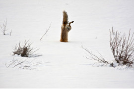 Honorowe wyróżnienie w kategorii Natura: Red Fox catching mouse under snow, Micheal Eastman (c) Micheal Eastman/National Geographic Photo Contest