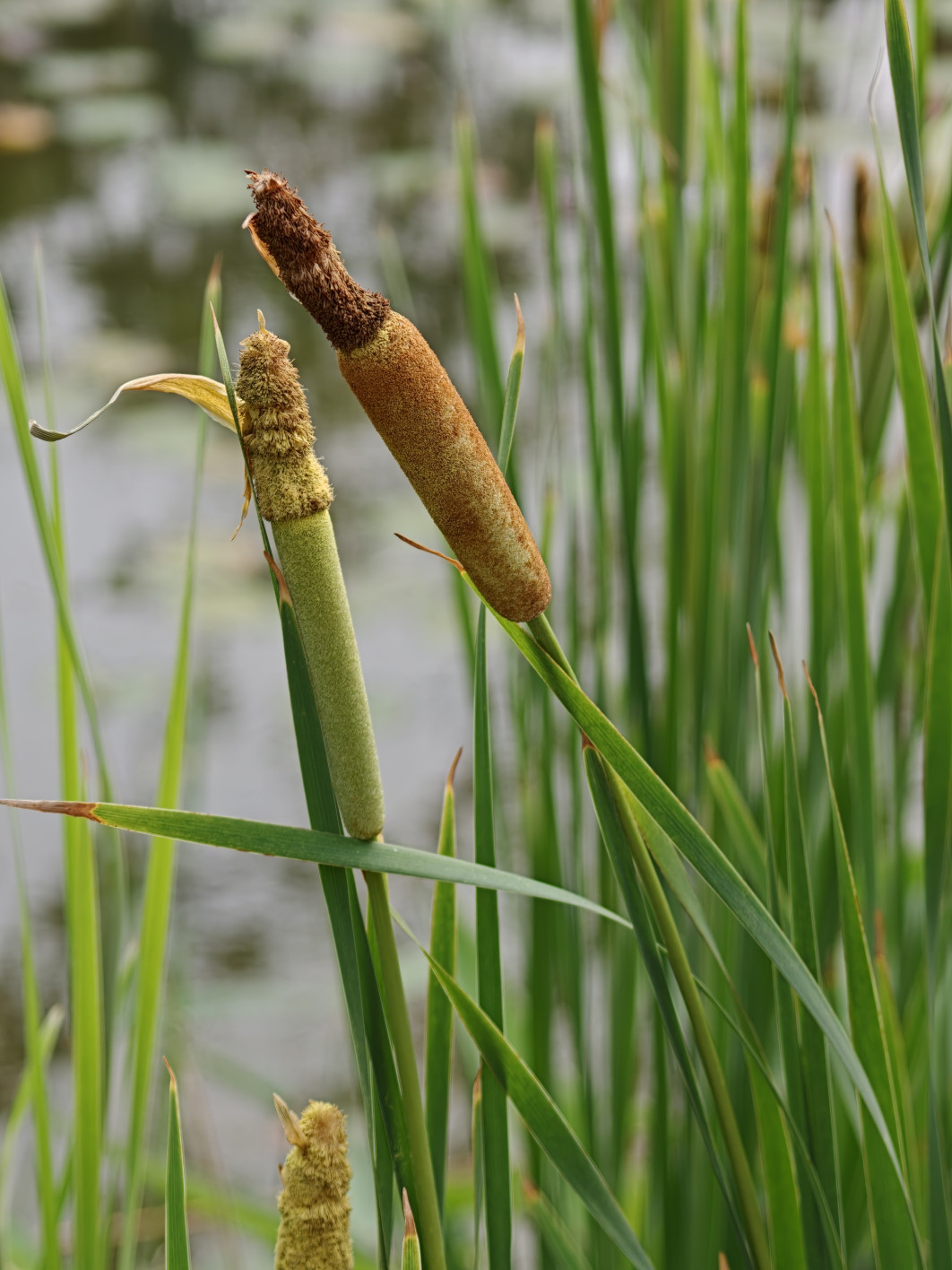 1/410 s, f/2.2, ISO 50, 20.1 mm