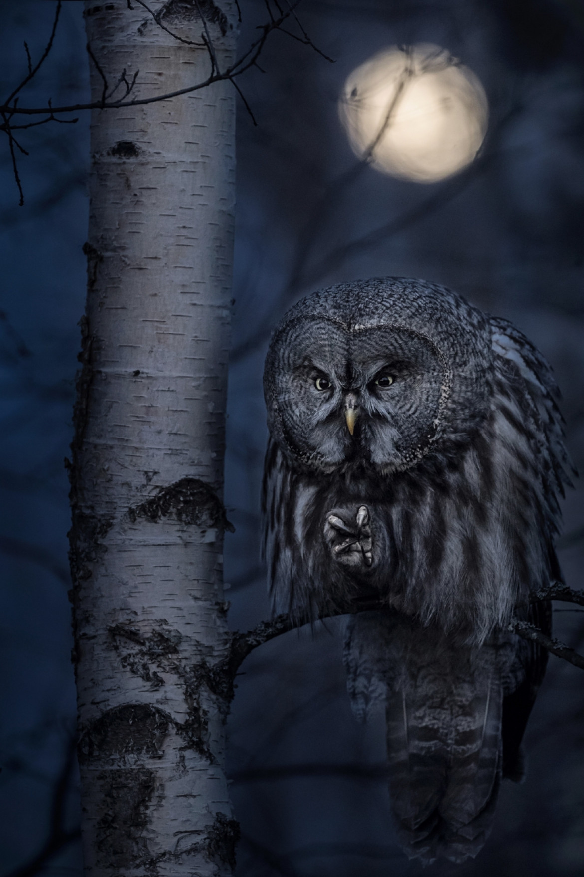 fot. Jonas Classon, "Night Hunter", 1. miejsce w kat. Animals in their Environment / Siena International Photo Awards 2020<br></br> Sowa szara podczas polowania
