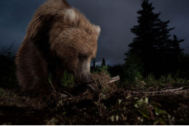 Honorowe wyróżnienie w kategorii Natura: Ursus arctos horribilis, Jason Ching (c) Jason Ching/National Geographic Photo Contest
