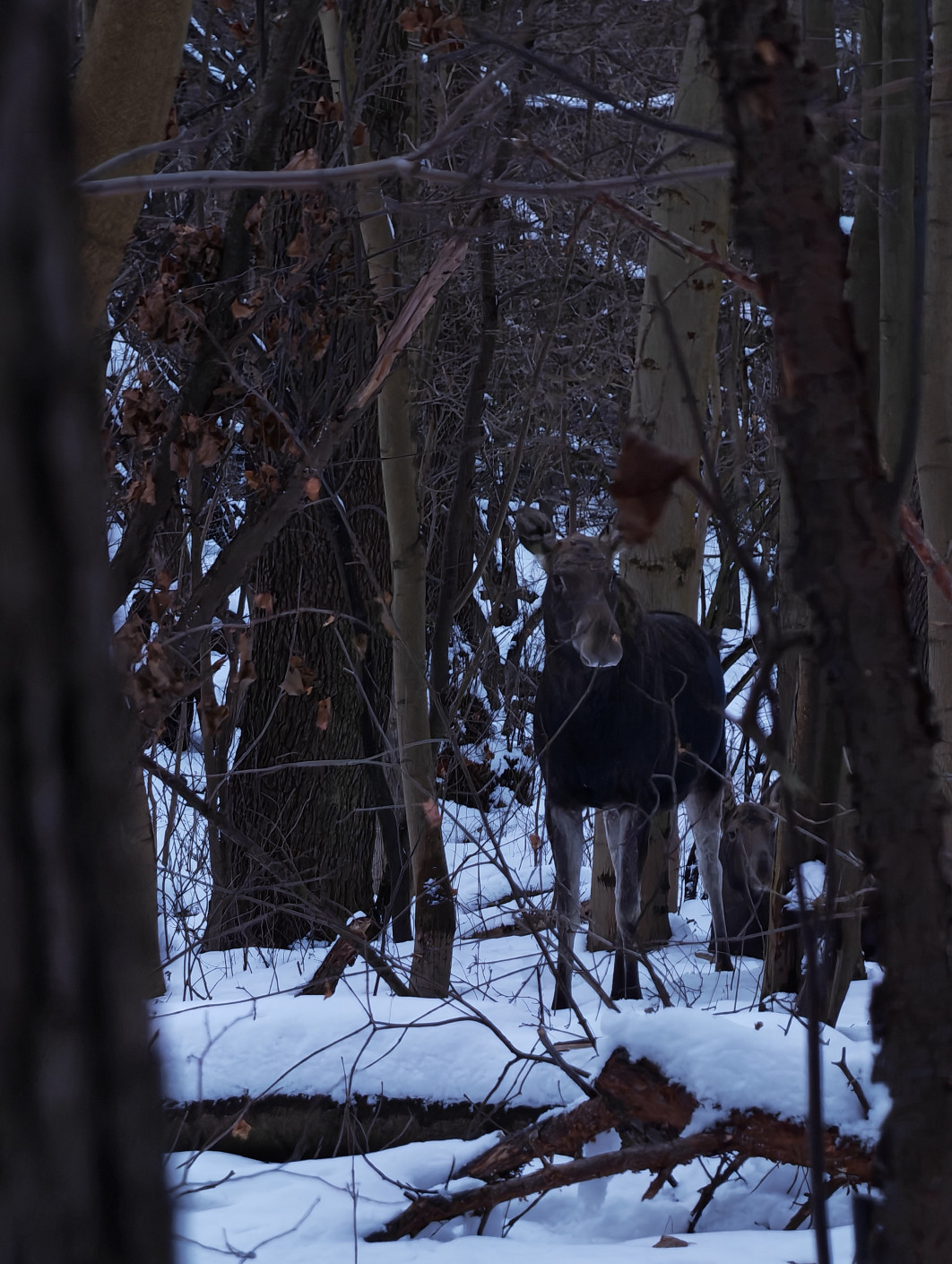 1/7 s, f/2.6, ISO 6400, Moduł tele