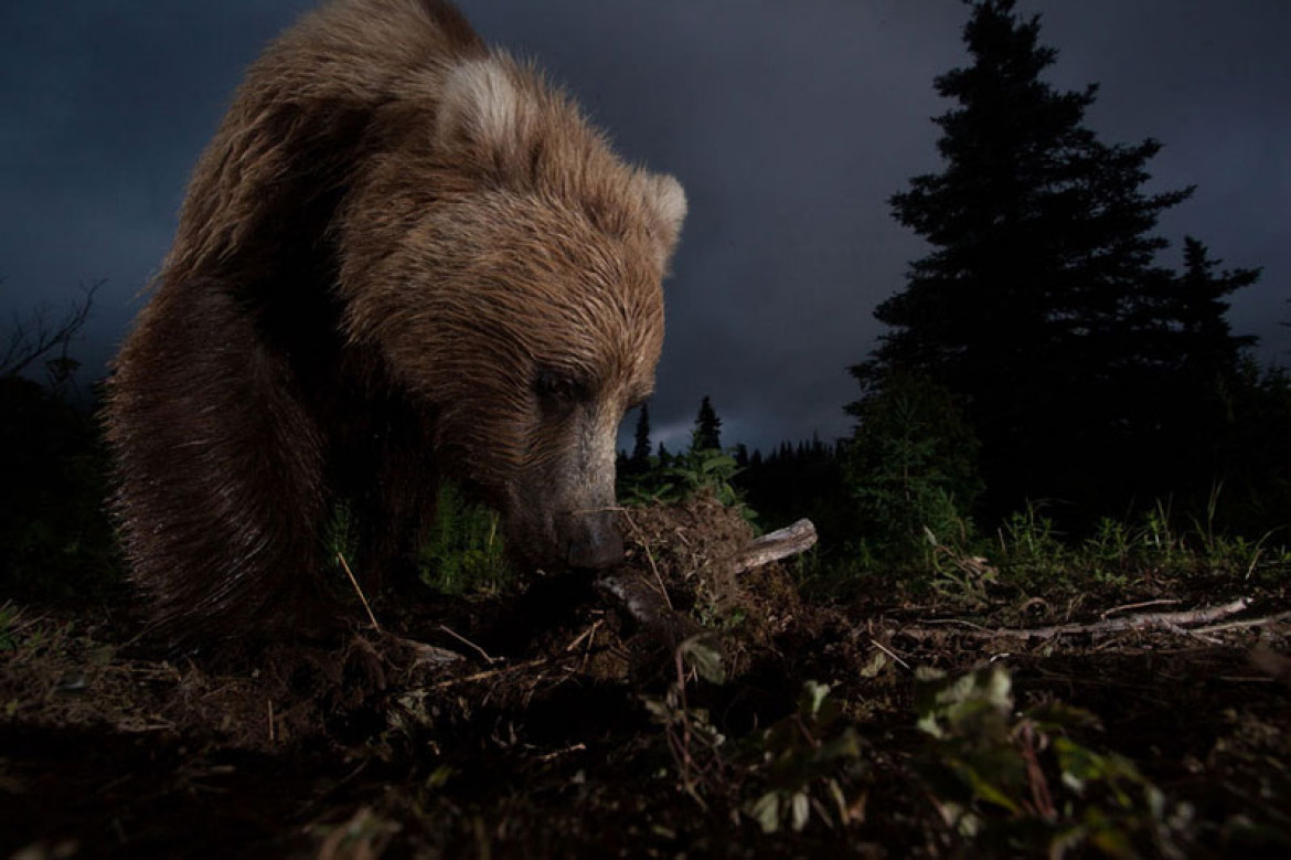 Honorowe wyróżnienie w kategorii Natura: Ursus arctos horribilis, Jason Ching (c) Jason Ching/National Geographic Photo Contest