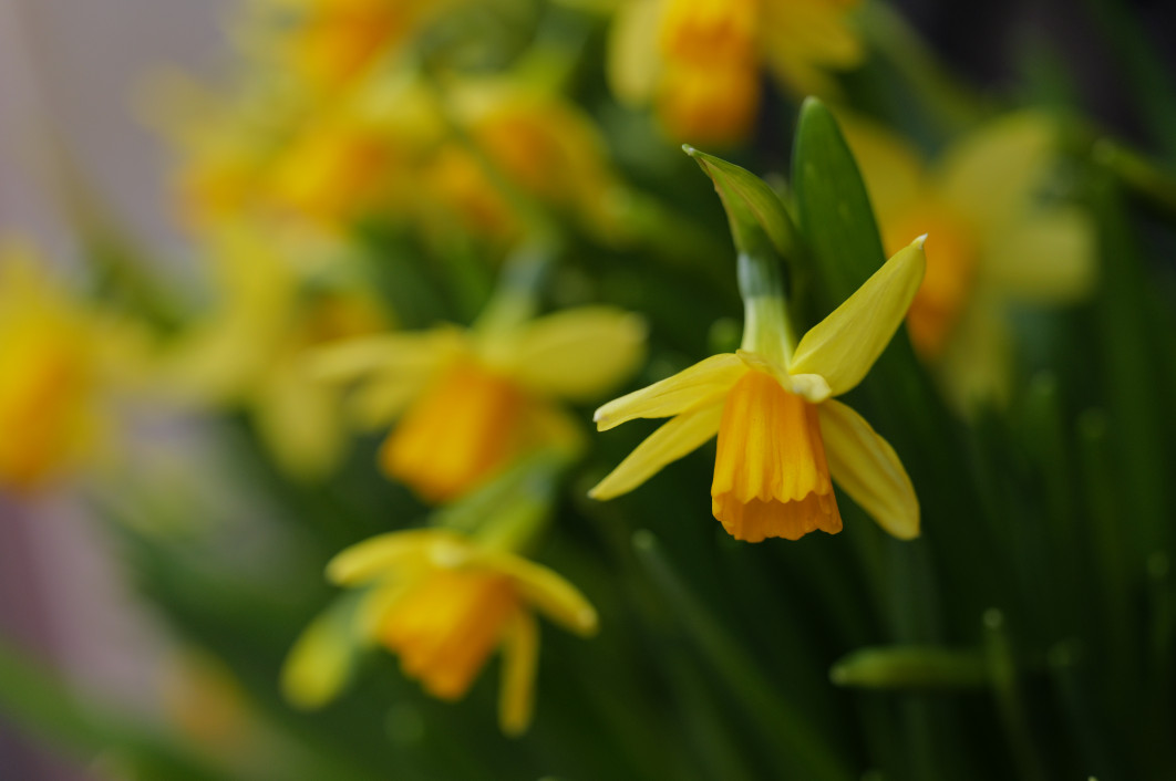 1/800 s, f/4, ISO 800, 82.0 mm