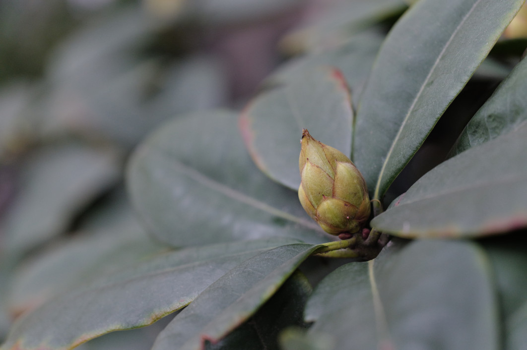 1/2000 s, f/4, ISO 3200, 90.0 mm