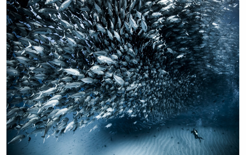 fot. Christian Vizl, Diver and Jacks at Cabo Pulmo, 3. miejsce w kat. Journeys & Adventures / Siena International Photo Awards 2020Nurek w otoczeniu ławicy szczupaków u wybrzeży Kalifornii Dolnej.