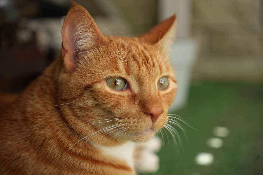 1/320 s, f/4, ISO 250, 60 mm