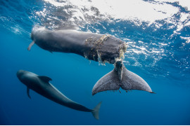 fot. Francis Pérez, "Hope", 3. miejsce w kat. Documentary & Photojournalism / Siena International Photo Awards 2020<br></br>6-miesięczny waleń okaleczony przez śrubę łodzi motorowej na południe od Teneryfy. Ruch statków jest poważnym zagrożeniem dla populacji wielorybów.