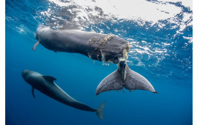 fot. Francis Pérez, Hope, 3. miejsce w kat. Documentary & Photojournalism / Siena International Photo Awards 20206-miesięczny waleń okaleczony przez śrubę łodzi motorowej na południe od Teneryfy. Ruch statków jest poważnym zagrożeniem dla populacji wielorybów.