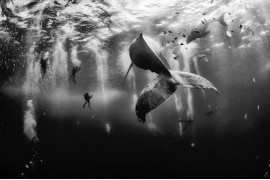 1. Miejsce w konkursie, fot. Anuar Patjane Floriuk, "Whale Whisperers"