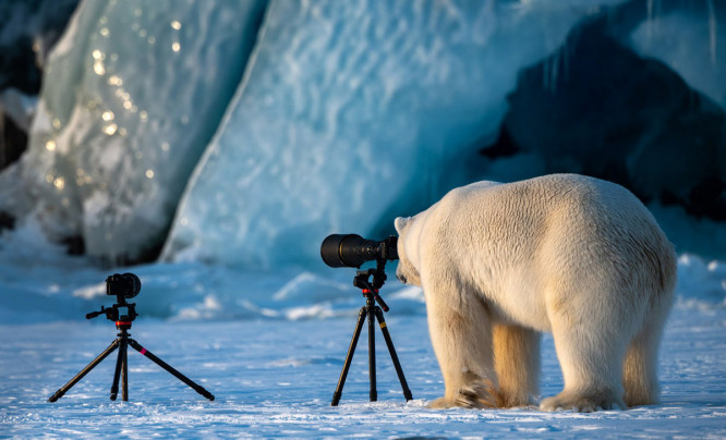  Fotografia przyrodnicza na luzie. Oto najlepsze zdjęcia z konkursu Comedy Wildlife Photography Awards 2018