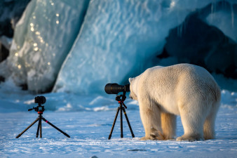 Fotografia przyrodnicza na luzie. Oto najlepsze zdjęcia z konkursu Comedy Wildlife Photography Awards 2018