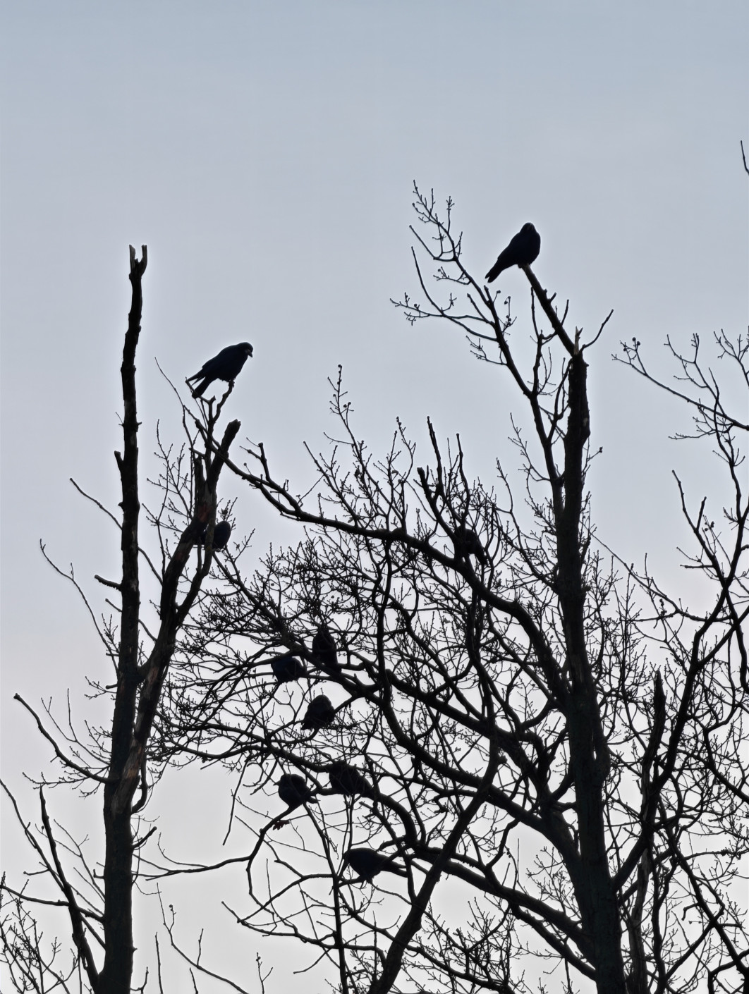 1/125 s, f/2.6, ISO 160, Moduł tele