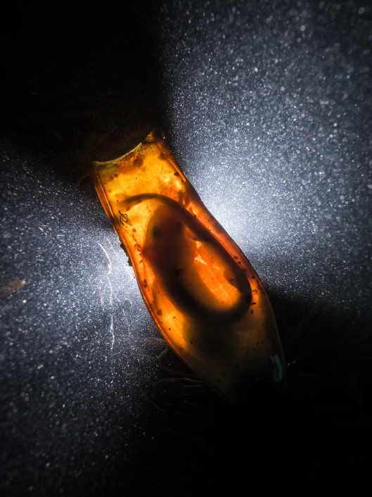 fot. Dan Bolt - British Underwater Photographer of the Year 2016