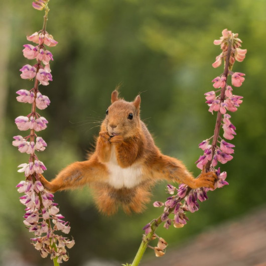 fot. Geert Weggen, Split, Comedy Wildlife Photography Awards 2018
