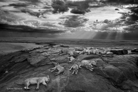 Wildlife Photographer of the Year 2014, Michael “Nick” Nichols, USA, Canon EOS 5D Mark III + 24-70mm f/2,8 (32mm); 1/250 s na f/8; ISO 200