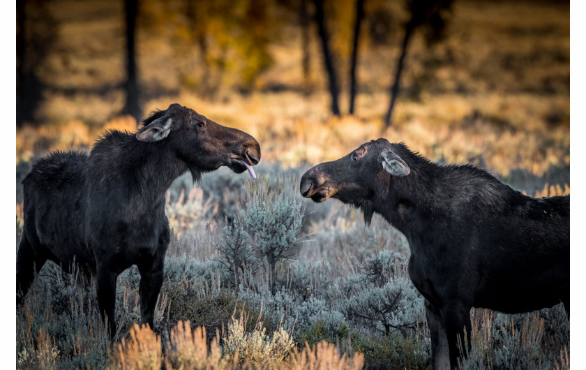 fot. Barney Koszalka, So There, Comedy Wildlife Photography Awards 2018