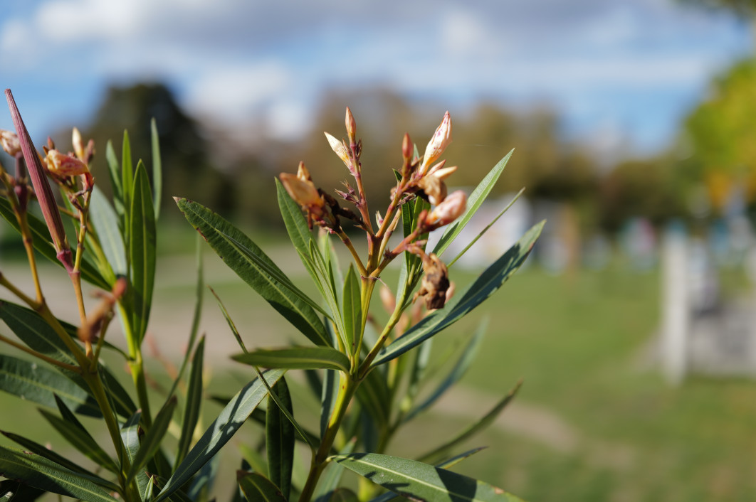 1/1600 s, f/2.8, ISO 100, 43.0 mm (tryb makro)