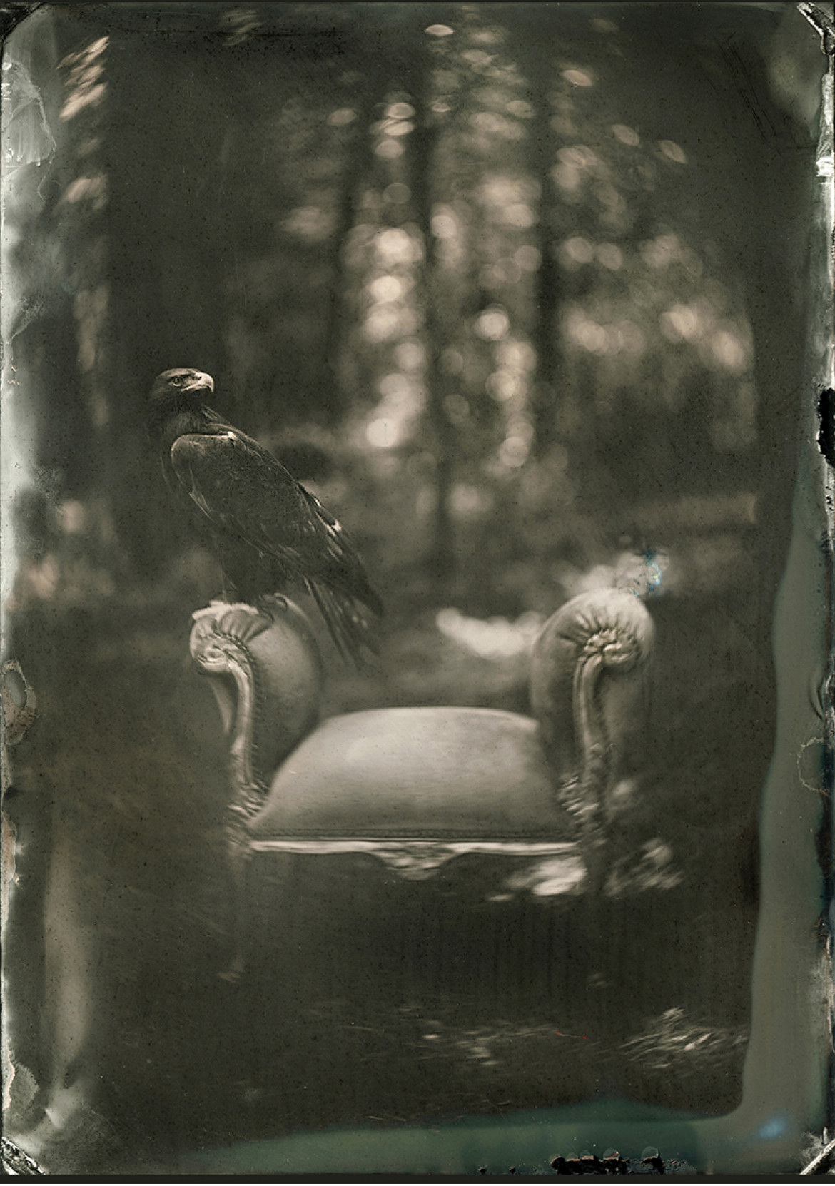 fot. John Huneycutt, "Portrait of a Rehabilitated Golden Eagle", 3. miejsce w kategorii Fine Art