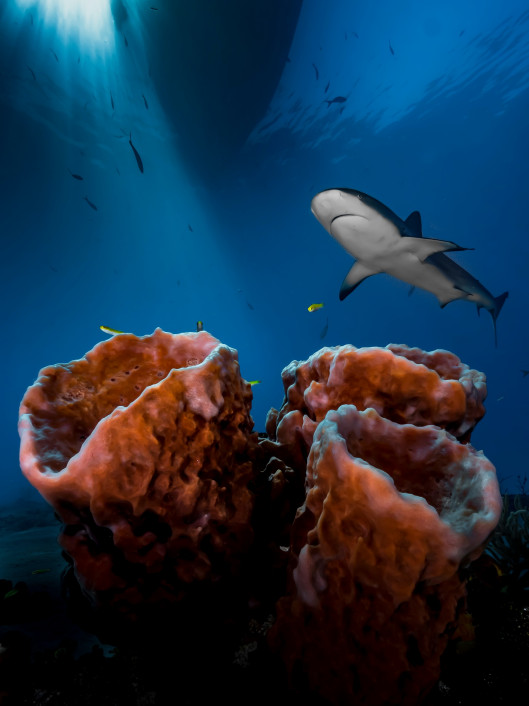 fot. Pier Mane - Up & Coming Underwater Photographer of the Year 2016