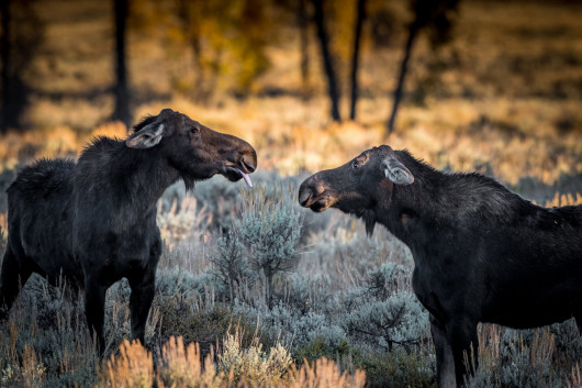 fot. Barney Koszalka, So There, Comedy Wildlife Photography Awards 2018