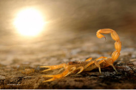 Young Wildlife Photographer of the Year 2014, Carlos Perez Naval, Hiszpania, Nikon D300 + 105mm f/2,8 (28-300mm dla tła); 1/320 s na f/10; ISO 320; lampa błyskowa.