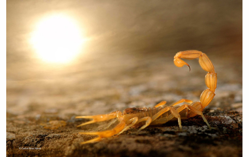 Young Wildlife Photographer of the Year 2014, Carlos Perez Naval, Hiszpania, Nikon D300 + 105mm f/2,8 (28-300mm dla tła); 1/320 s na f/10; ISO 320; lampa błyskowa.