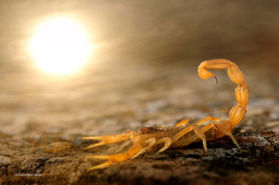 Young Wildlife Photographer of the Year 2014, Carlos Perez Naval, Hiszpania, Nikon D300 + 105mm f/2,8 (28-300mm dla tła); 1/320 s na f/10; ISO 320; lampa błyskowa.