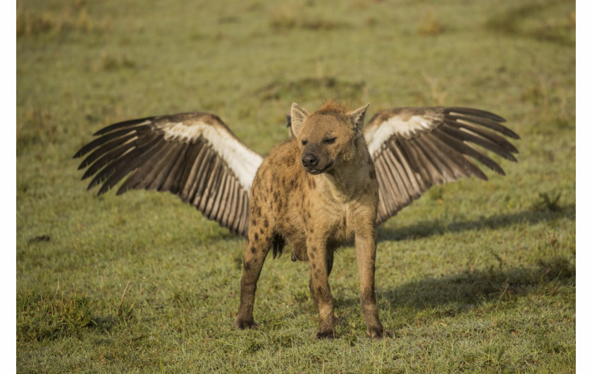 fot. Kevin Rooney, Flying Hiena, Comedy Wildlife Photography Awards 2018