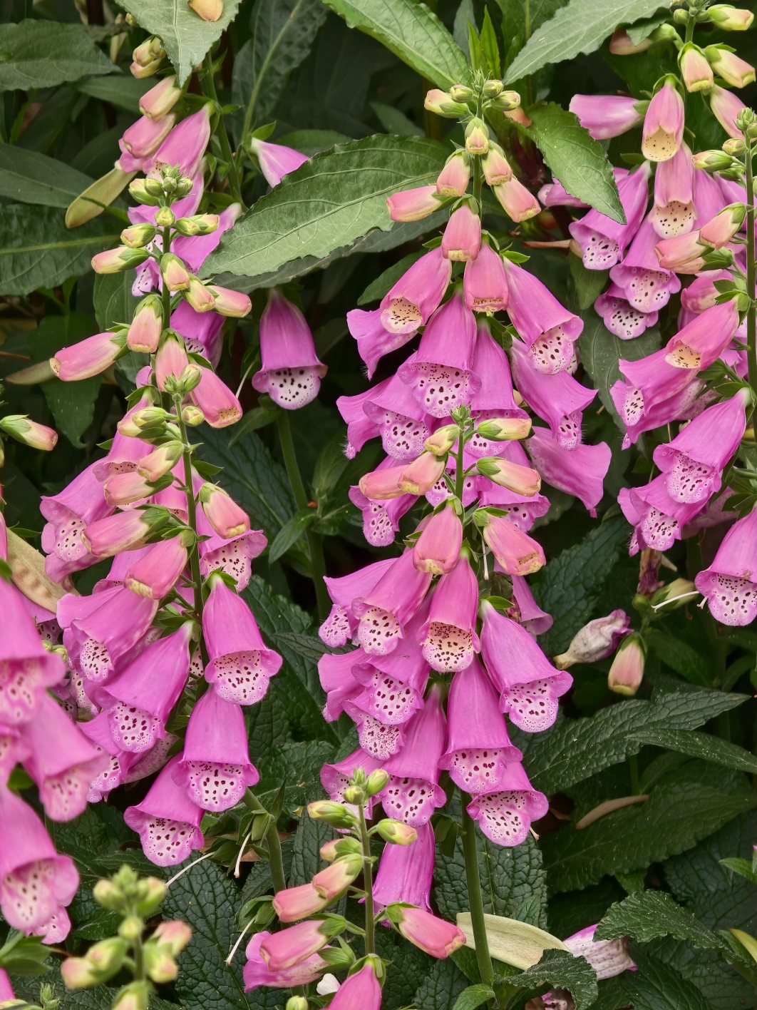 1/83 s, f/3.5, ISO 320, 34.8 mm