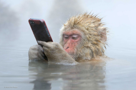Zwycięzca kategorii People's Choice: Marsel van Oosten, Holandia