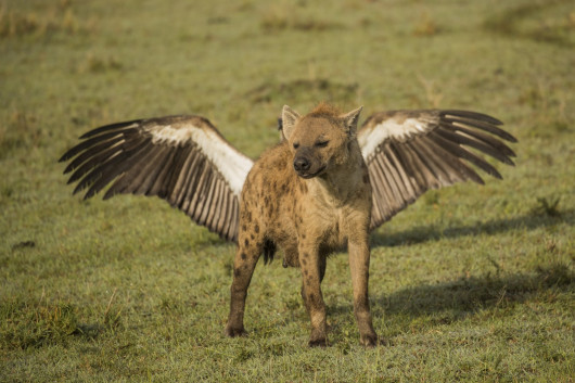 fot. Kevin Rooney, Flying Hiena, Comedy Wildlife Photography Awards 2018