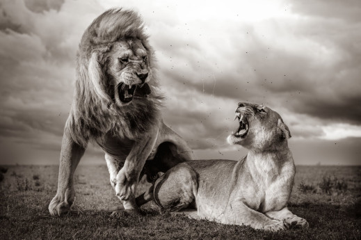 Rozstrzygnięcie Wildlife Photographer of the Year 2024 coraz bliżej. Oto wybór publiczności 
